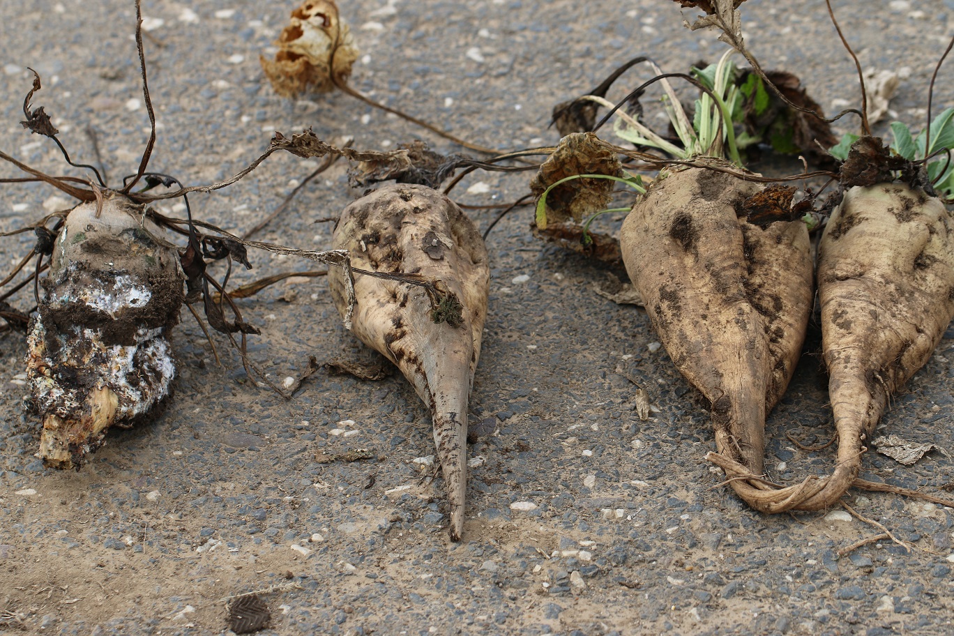 Štádiá napadnutia koreňov