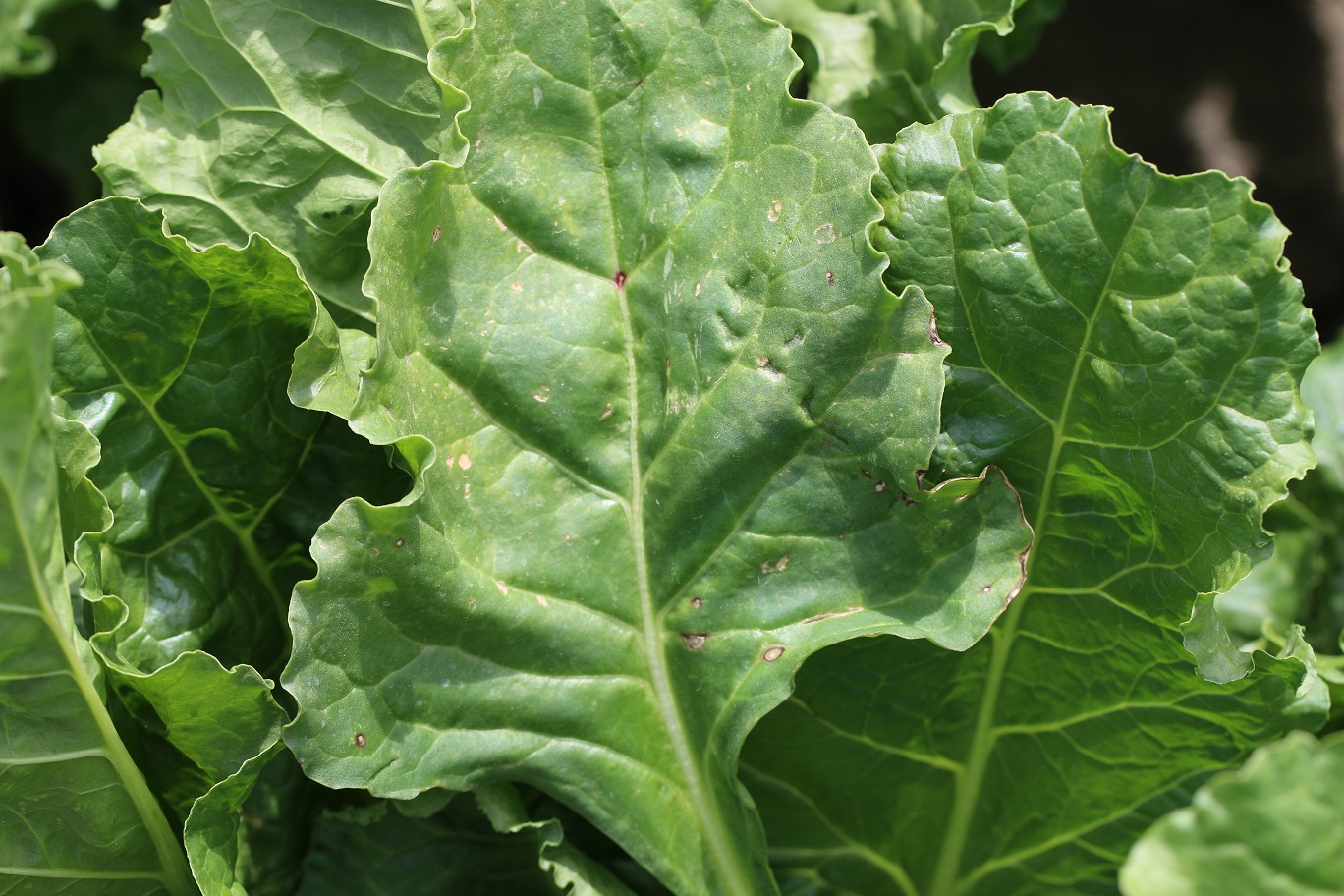 Bakteriálna škvrnitosť