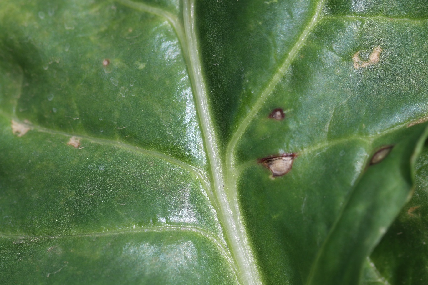 Bakteriálna škvrnitosť