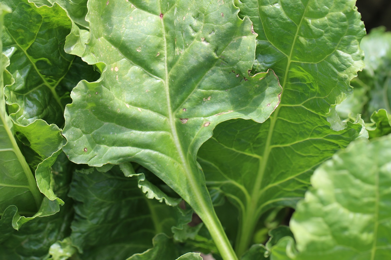 Bakteriálna škvrnitosť