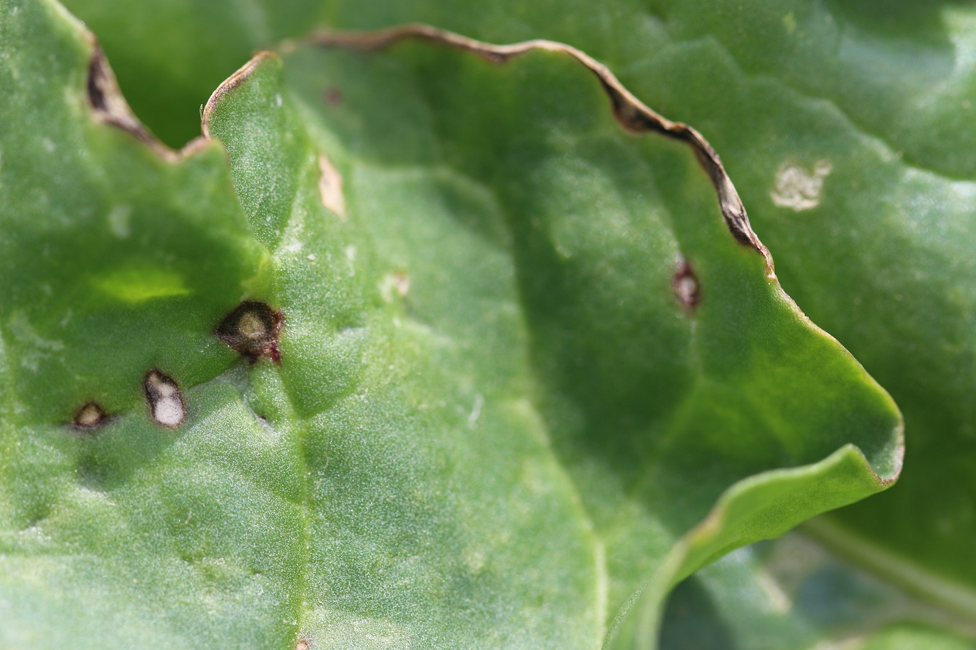 Bakteriálna škvrnitosť