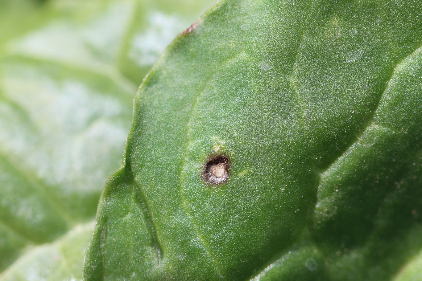 Bakteriálna škvrnitosť