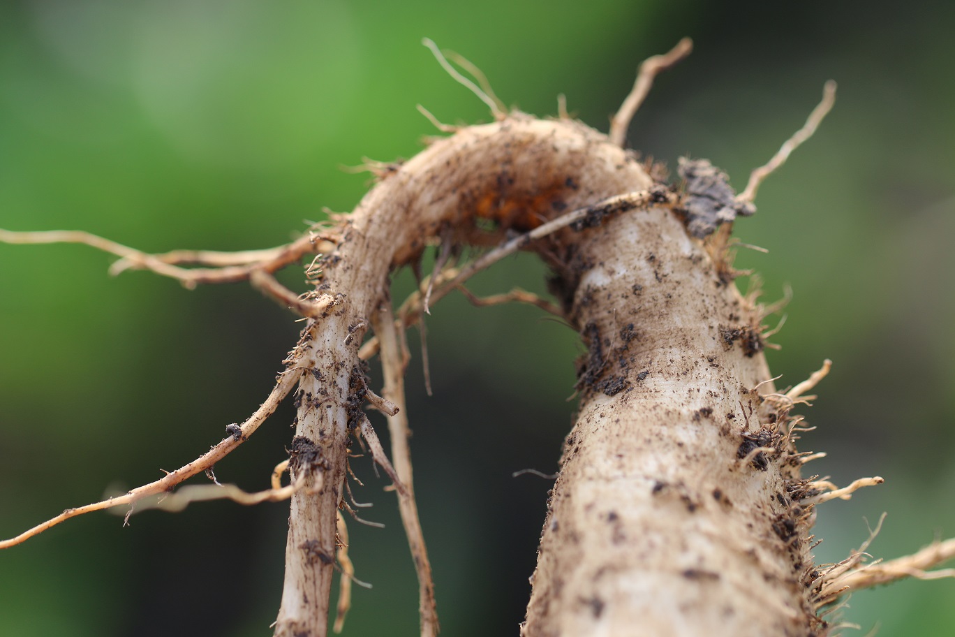 Koreň repy je gumený