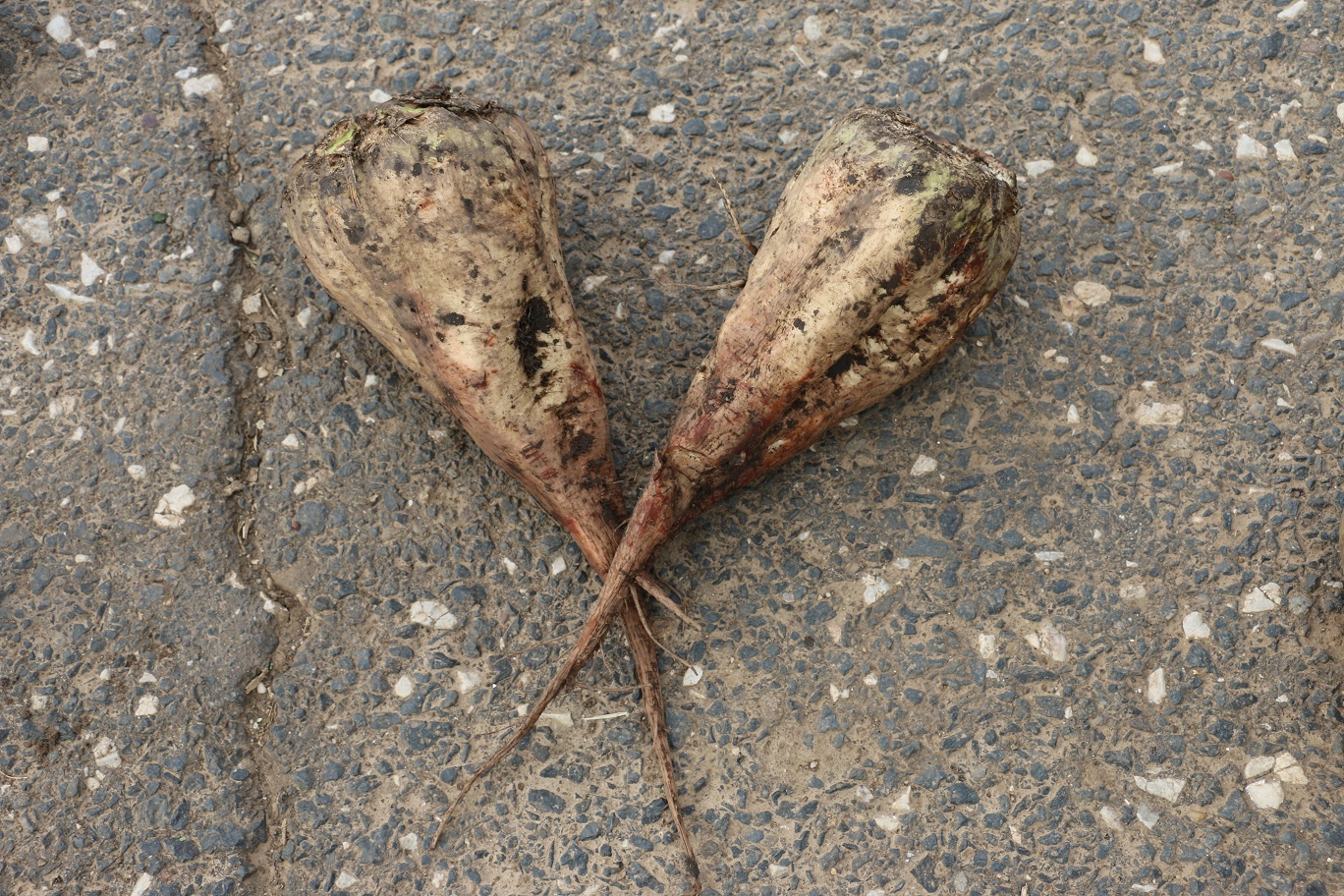 Koreňomorka fialová