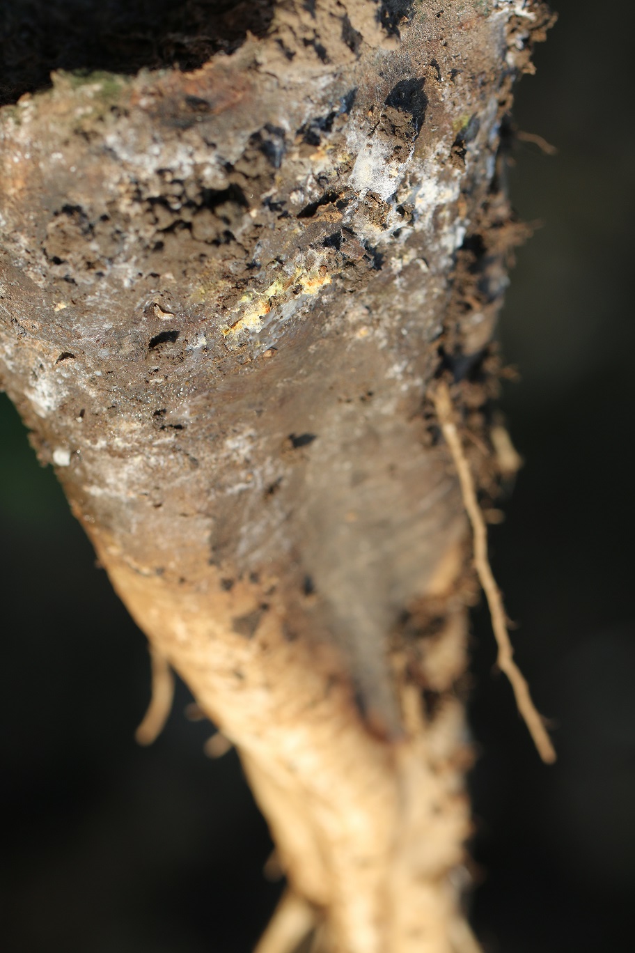 Napadnutý koreň Rhizoctoniou S.