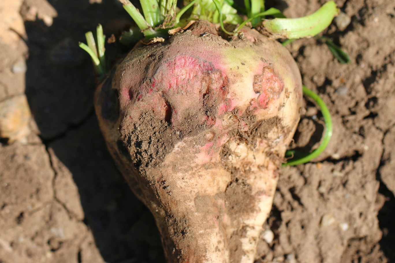 Počiatočné napadnutie