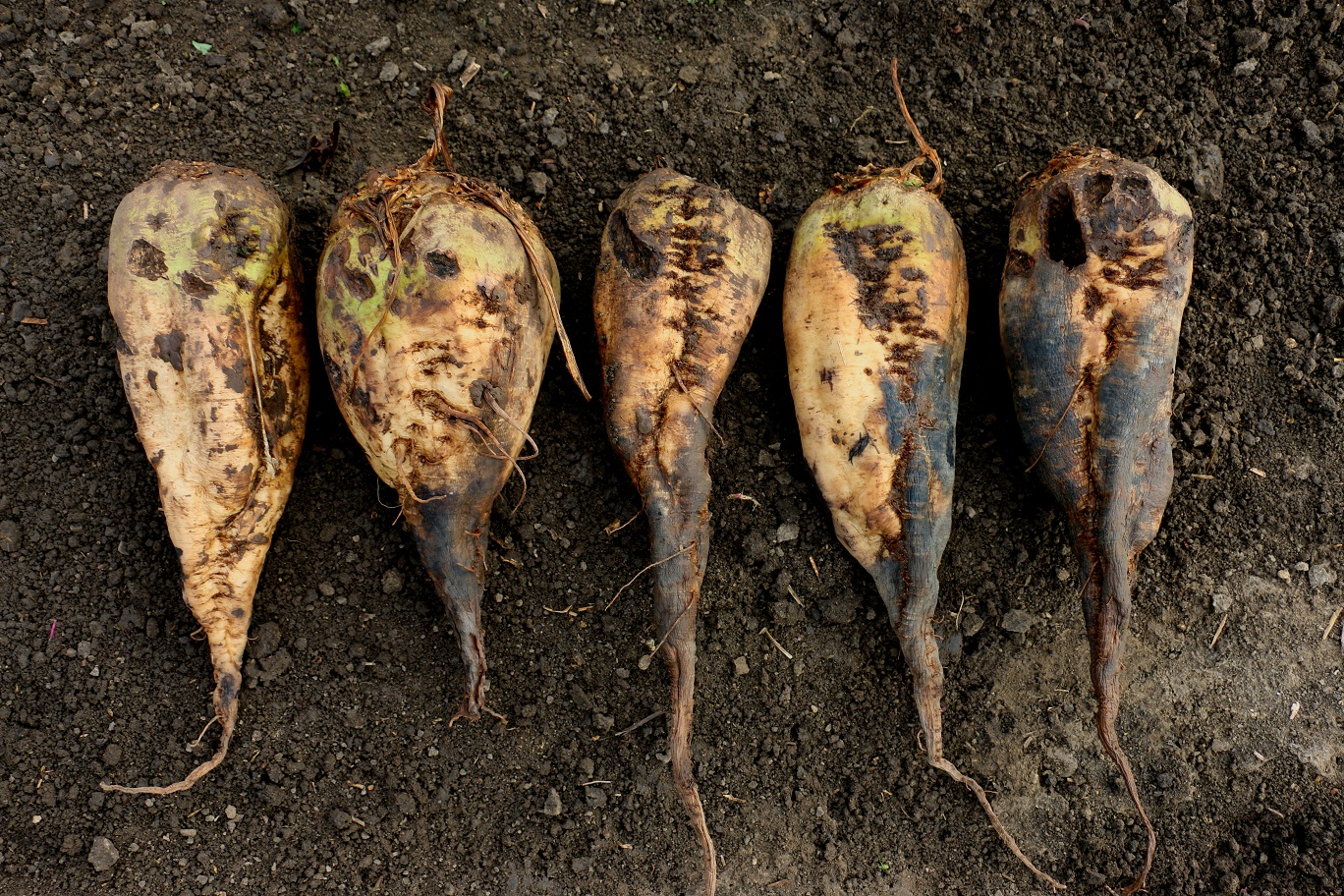 Postupné napadnutie koreňov