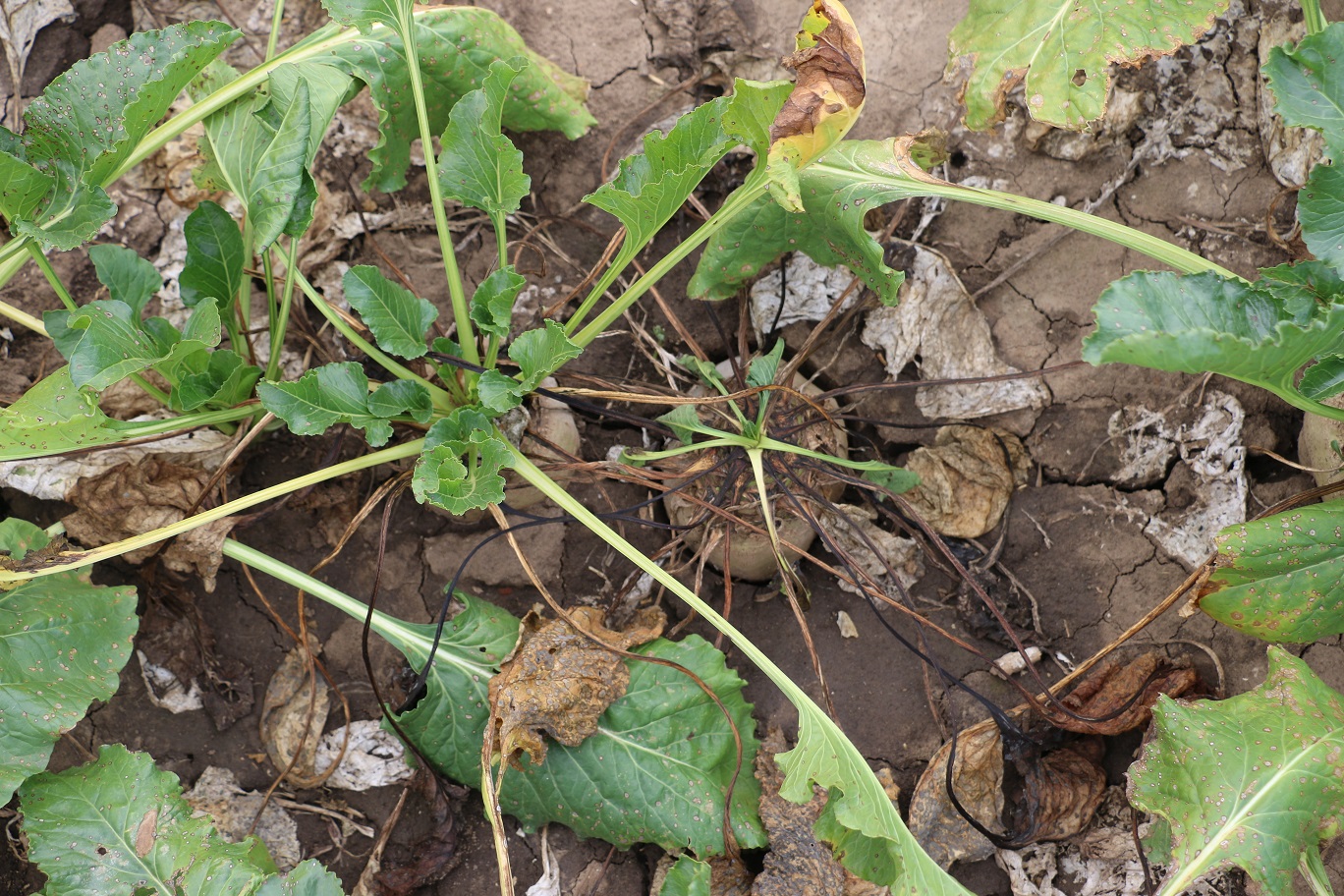 Repa neprijíma živiny-vysychá