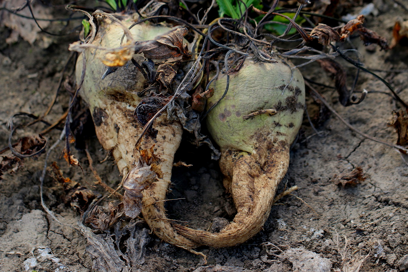 Repa prestáva príjímať živiny