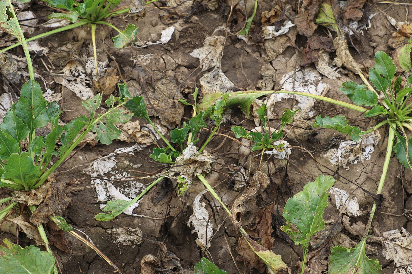 Spodné listy odchádzajú