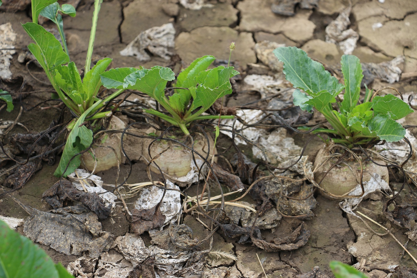 Spodné uschnuté listy sa držia na repe