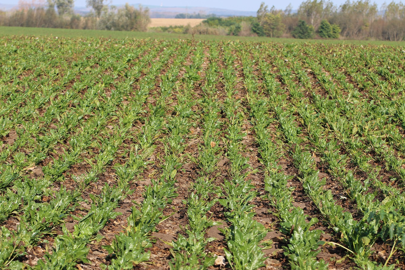 Viditeľné poškodenie porastu