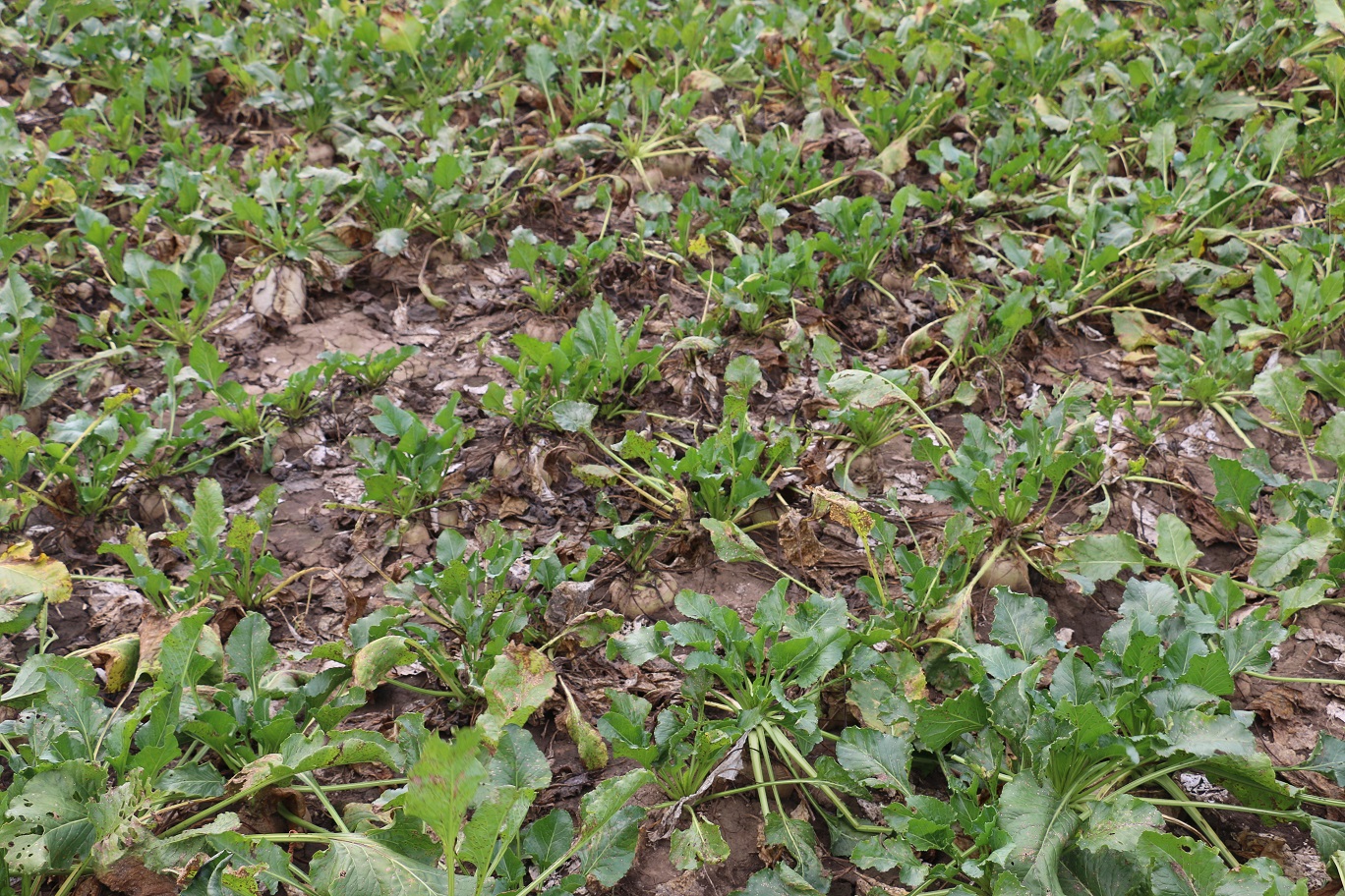 Viditeľné poškodenie porastu