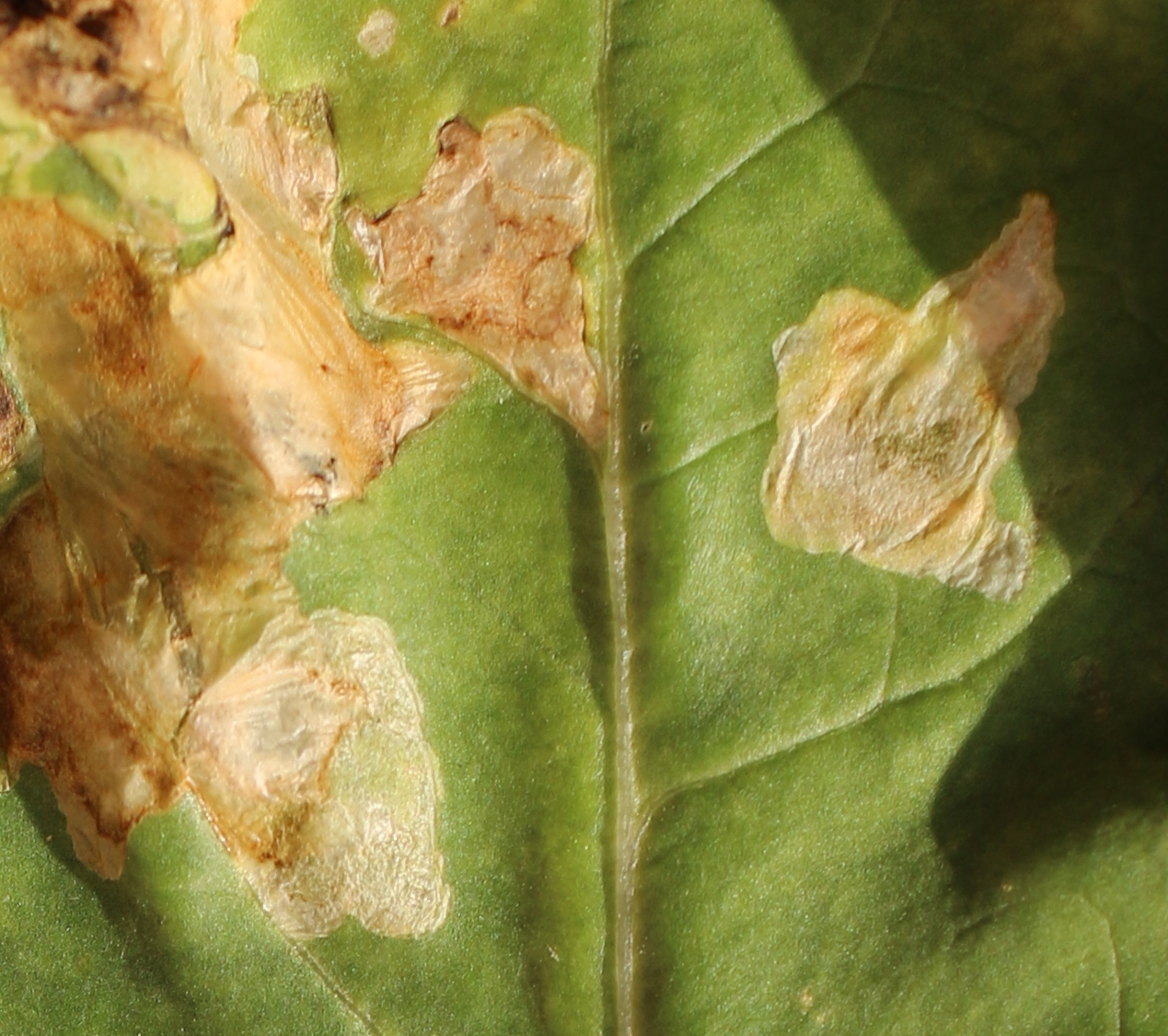 Detail - poškodenia na listovej ploche