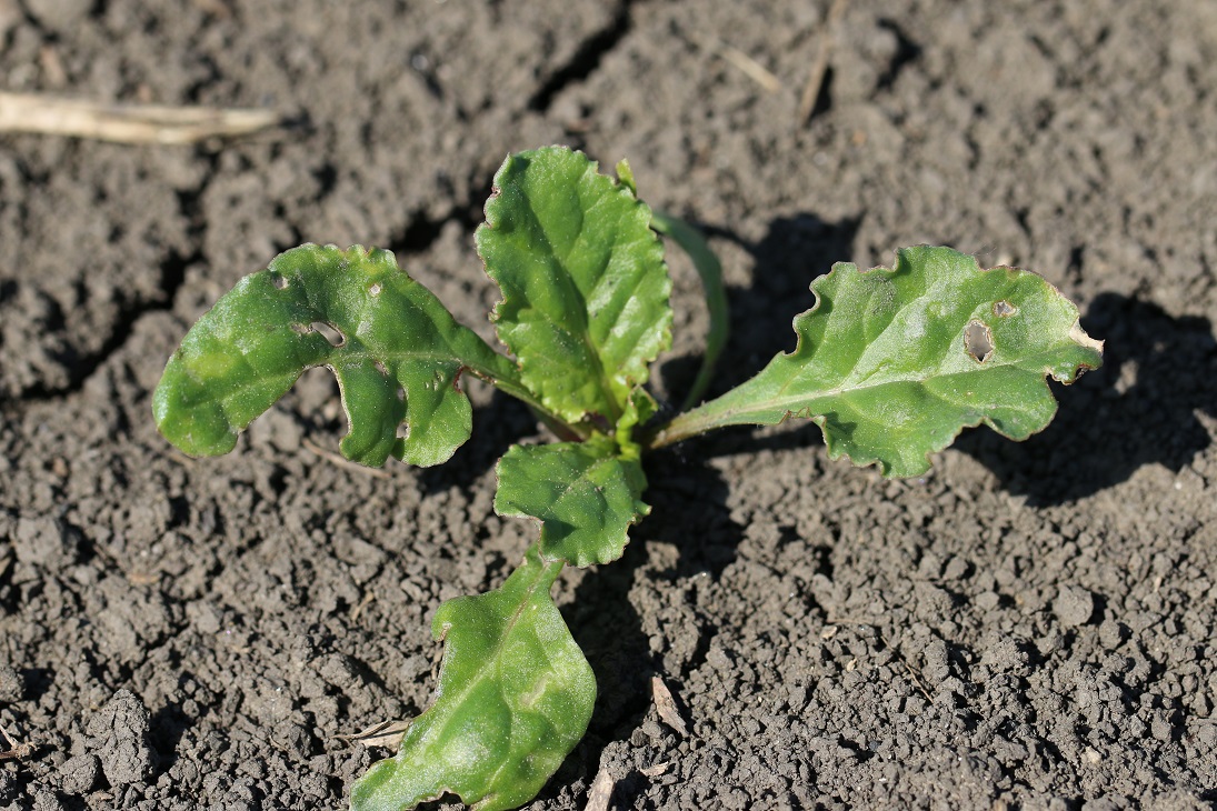 Poškodená rastlina