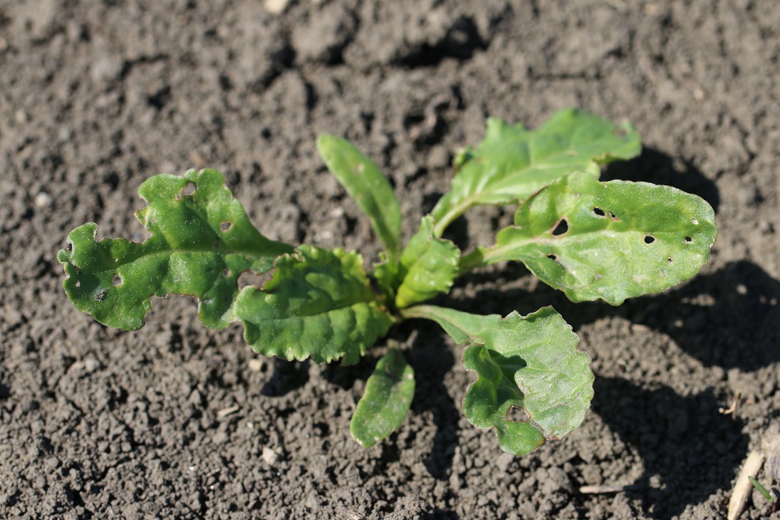 Poškodená rastlina