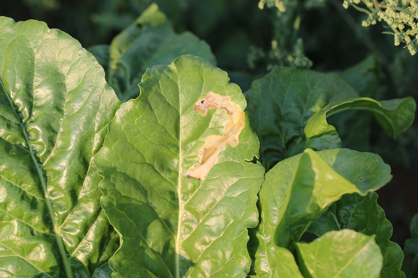 Poškodenie kvetárky repnej