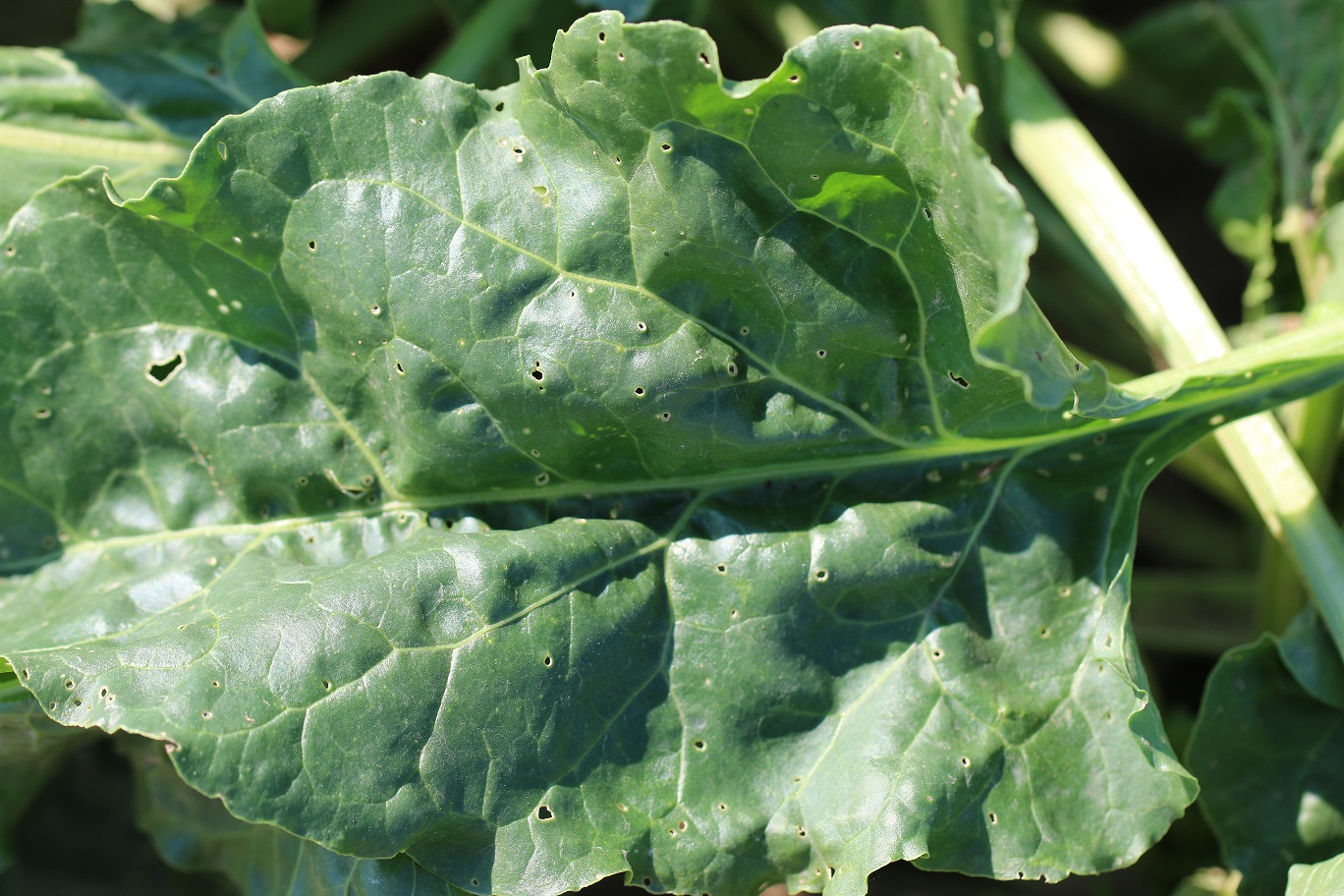 Poškodenie listovej plochy