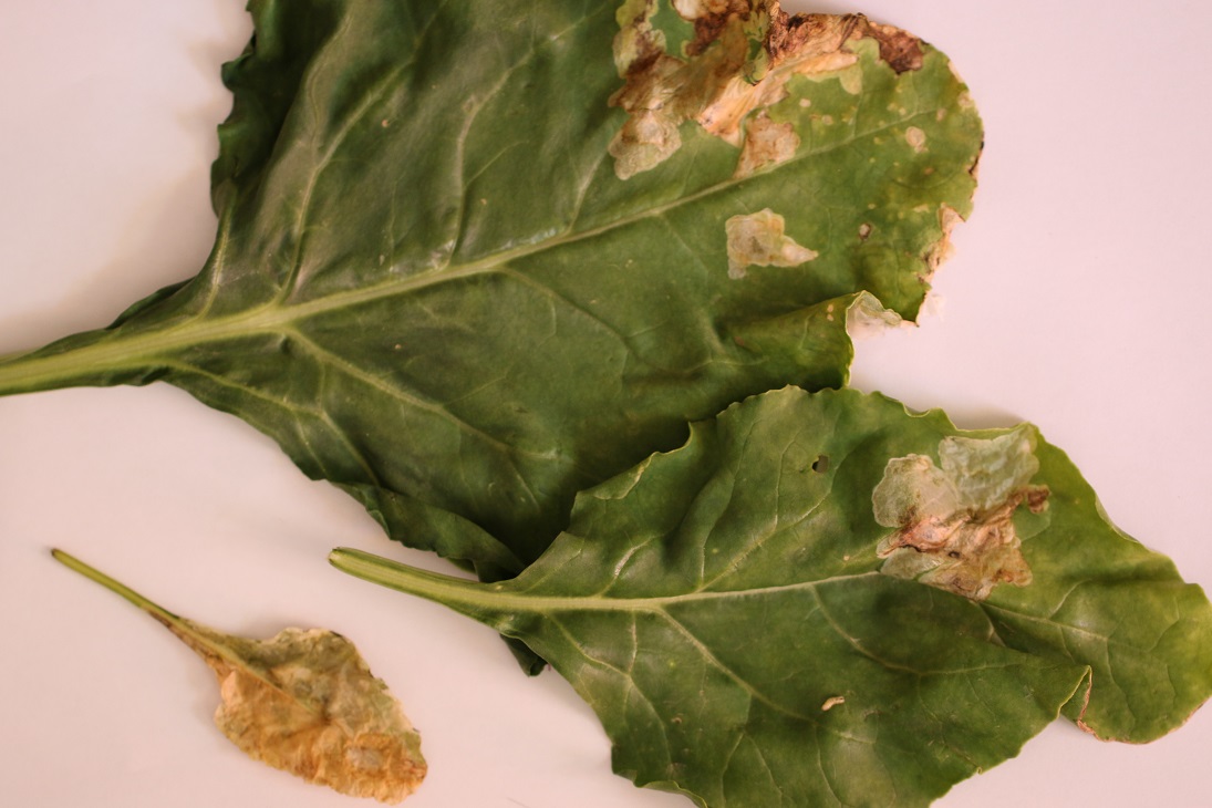 Poškodenie na listoch