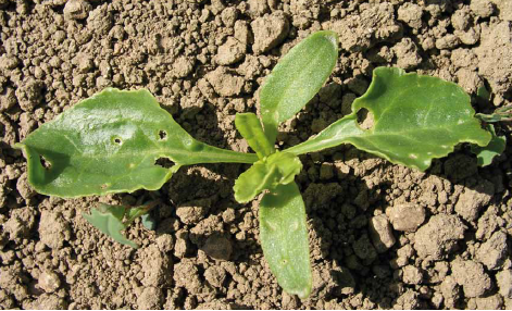 Poškodenie na mladej repe