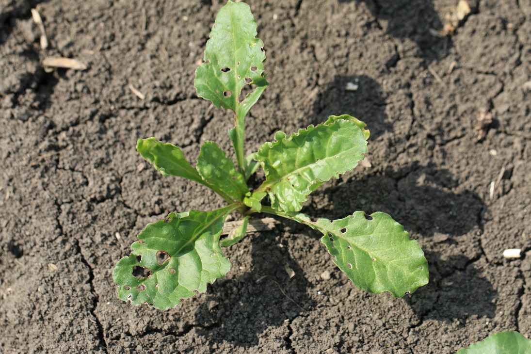 Poškodenie skočkami