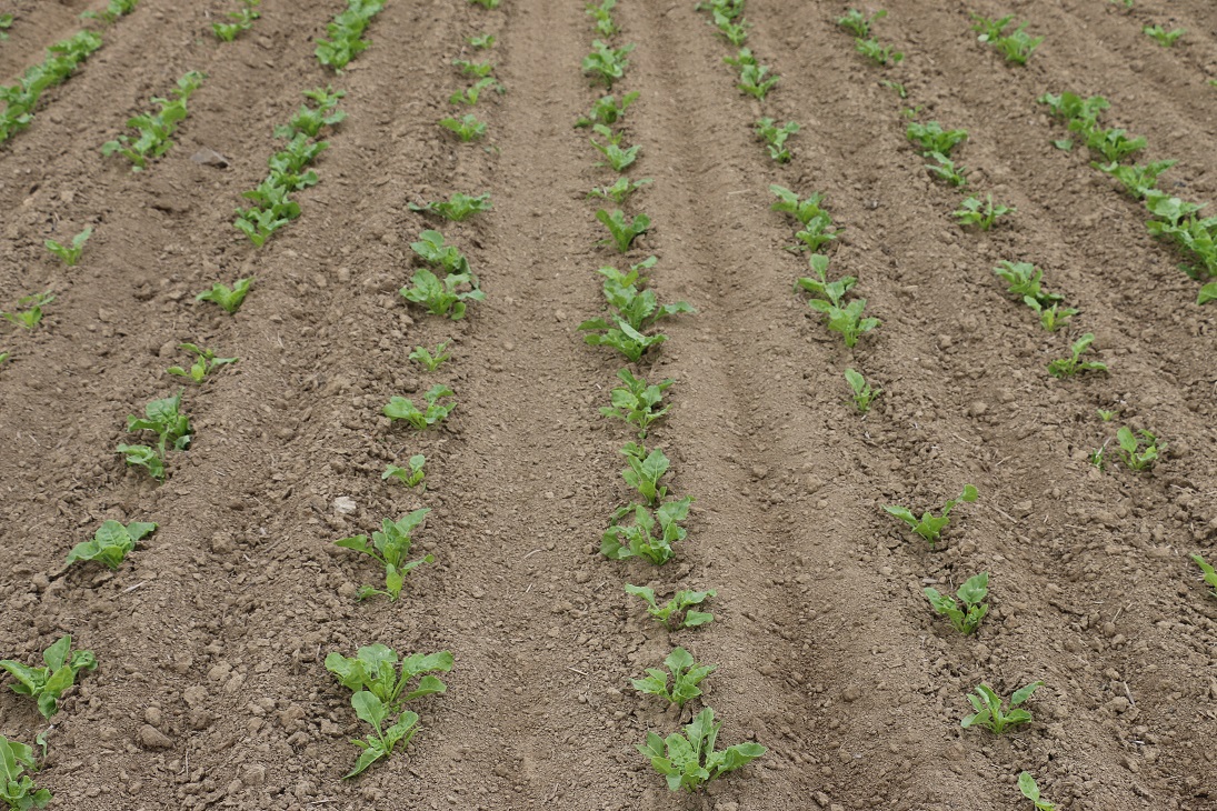 Poplečkovaný porast