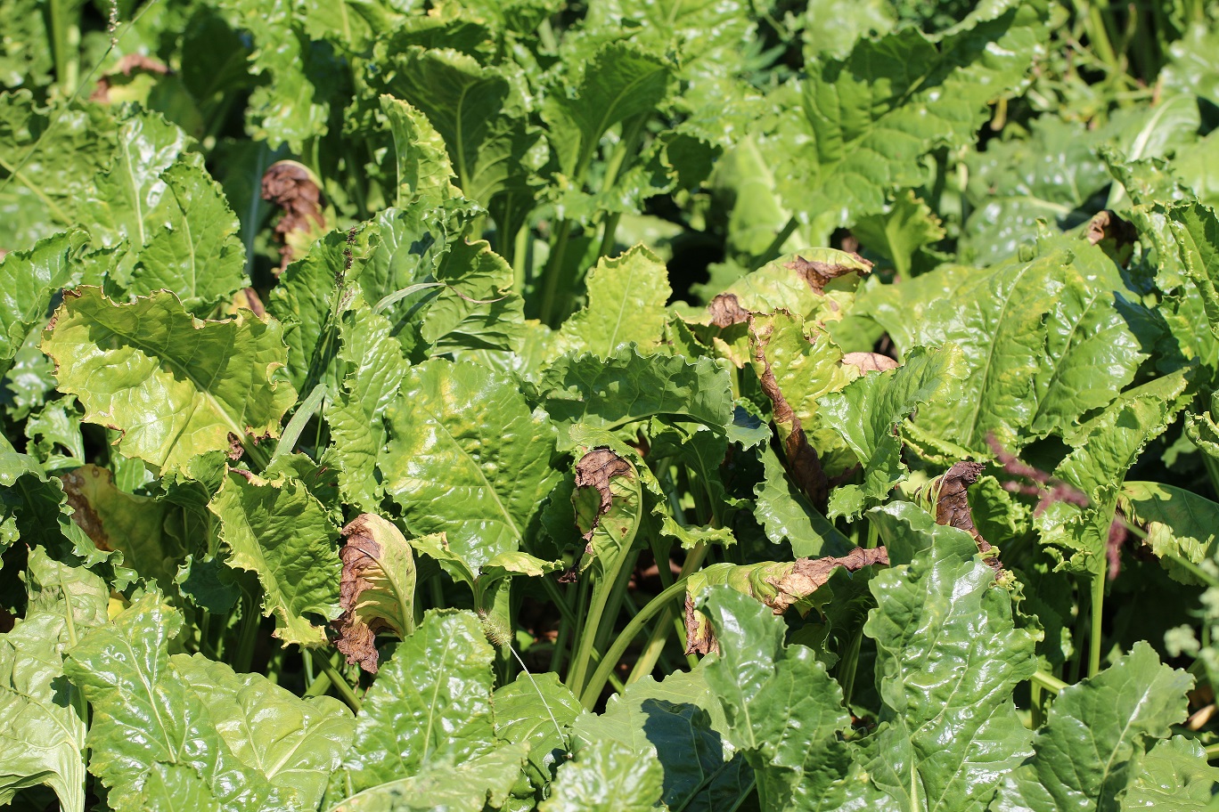 Príznaky napadnutia