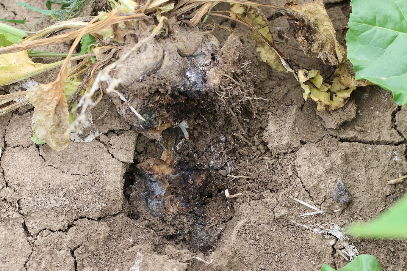 Sekundárne prejavy choroby