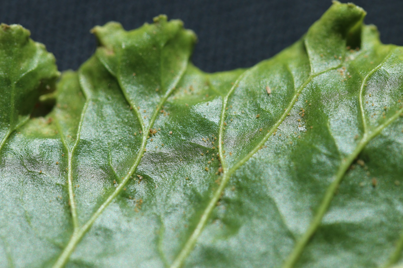 Spodná strany listu