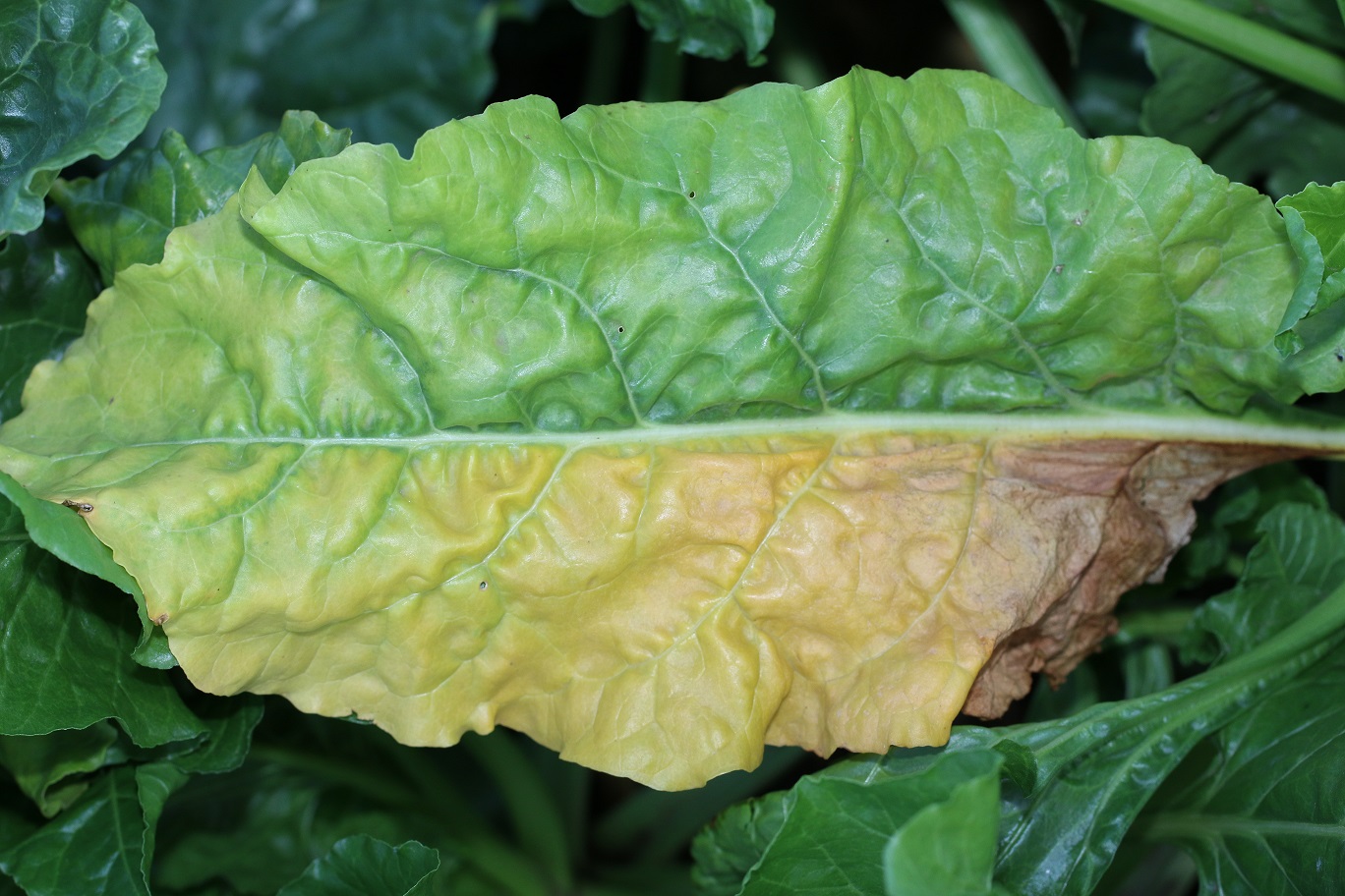 Typické poškodenie