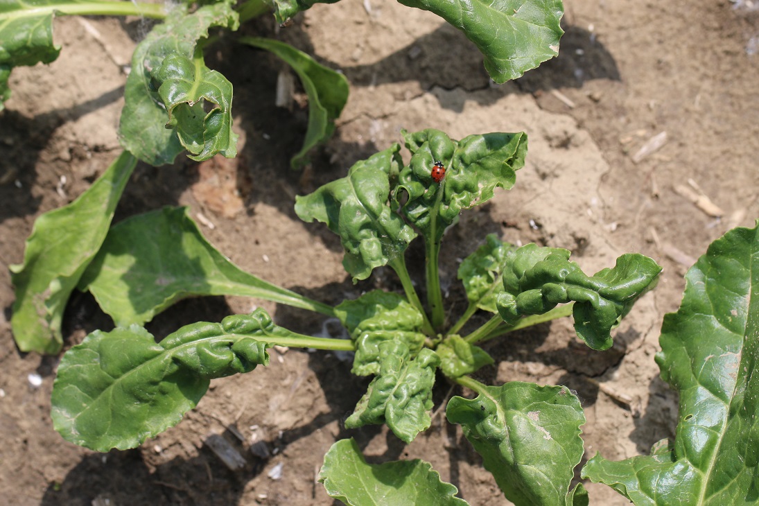 Typický prejav napadnutia