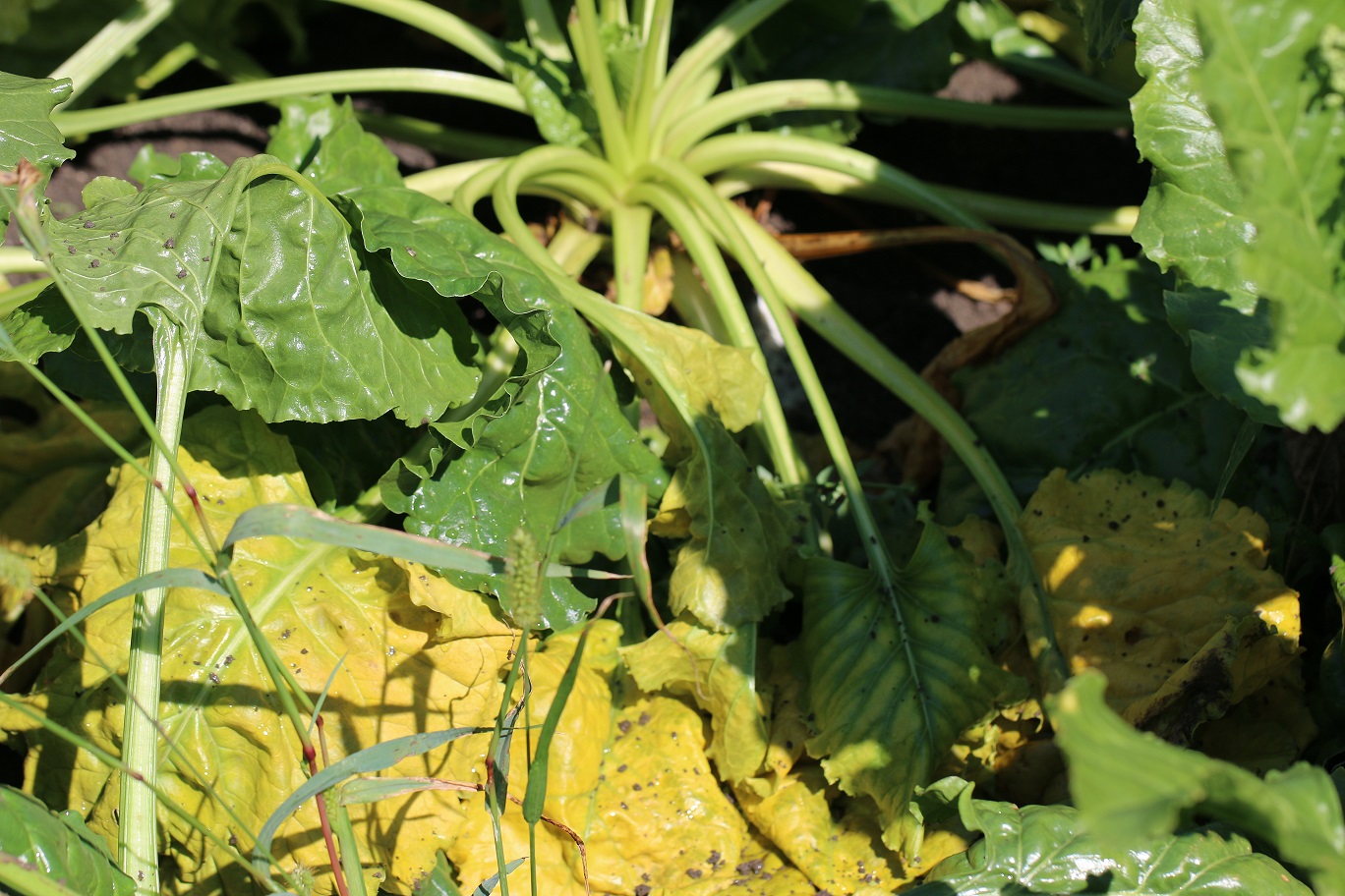 Usychanie listovej plohcy