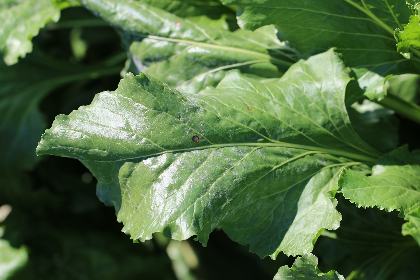 Začiatok napadnutia