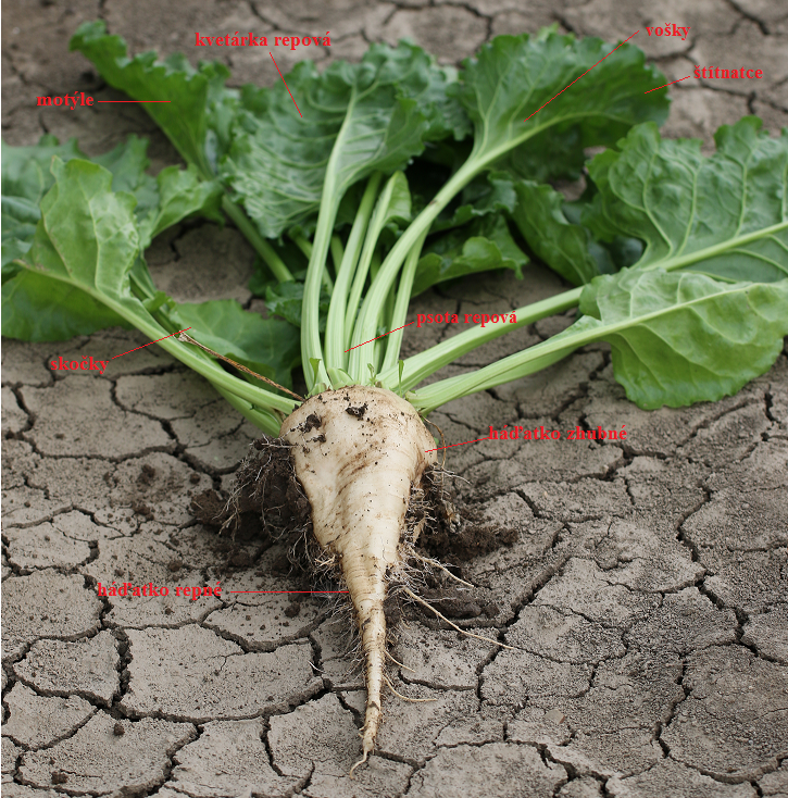 Škodcovia v cukrovej repe