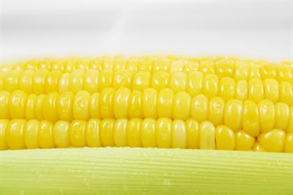 corn-1327249-1599x1066