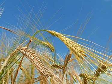 wheat-field-1323744